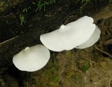 Crepidotus applanatus image