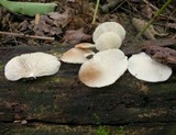 Crepidotus applanatus image