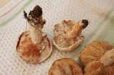 Lactarius subvernalis var. cokeri image