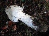 Amanita maryaliceae image