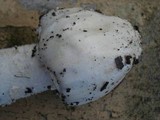 Amanita maryaliceae image