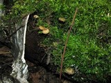Mycena vulgaris image