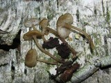 Mycena vulgaris image