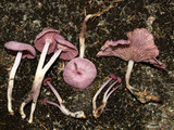 Gymnopus iocephalus image