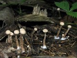 Tubaria conspersa image