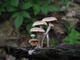 Tubaria conspersa image