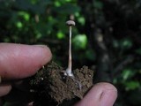 Tubaria conspersa image