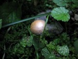Psathyrella prona image