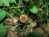 Psathyrella prona image