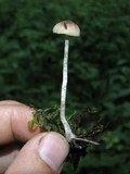Psathyrella prona image