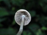 Psathyrella prona image
