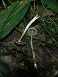 Psathyrella prona image