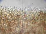 Conocybe siliginea image