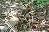 Peziza vesiculosa image