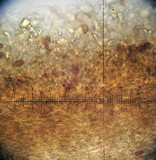 Conocybe siliginea image