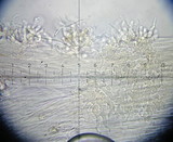 Conocybe siliginea image
