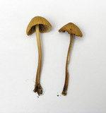 Conocybe siliginea image