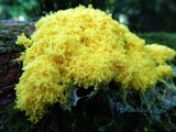 Fuligo septica image