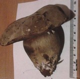 Tylopilus porphyrosporus image
