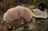 Hydnellum spongiosipes image