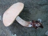 Boletus pallidus image
