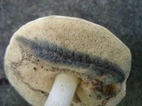 Boletus pallidus image