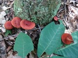 Cortinarius harrisonii image