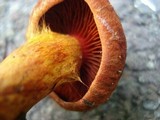 Cortinarius harrisonii image