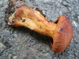 Cortinarius harrisonii image