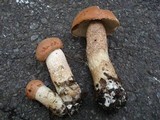 Leccinum aurantiacum image