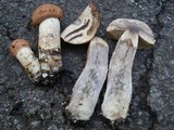 Leccinum aurantiacum image