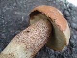 Leccinum aurantiacum image