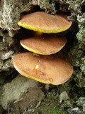 Aureoboletus innixus image