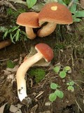 Xanthoconium purpureum image