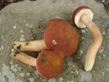 Xanthoconium purpureum image