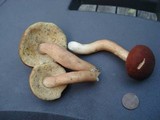 Xanthoconium purpureum image