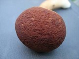 Xanthoconium purpureum image