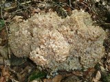 Sparassis crispa image