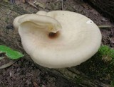 Royoporus badius image