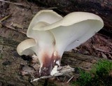 Royoporus badius image