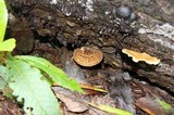 Pluteus umbrosus image