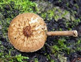 Pluteus umbrosus image