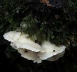 Merulius tremellosus image