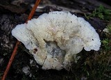 Merulius tremellosus image