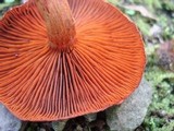 Cortinarius harrisonii image