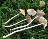 Conocybe apala image