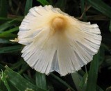 Conocybe apala image