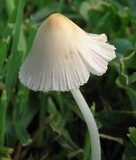 Conocybe apala image
