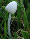 Conocybe romagnesii image