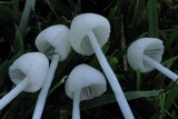 Conocybe romagnesii image